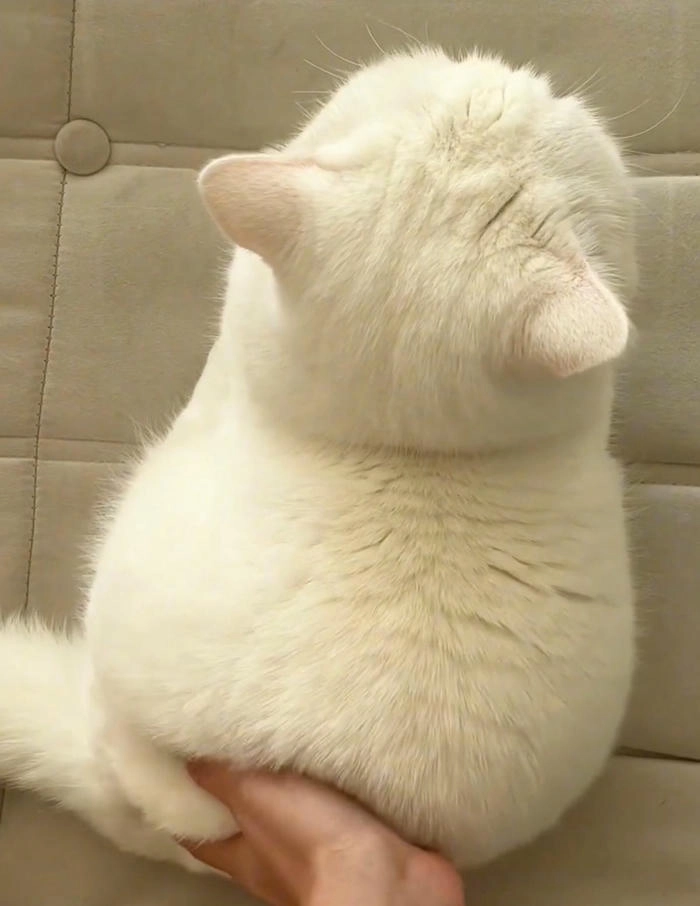 Ảnh mèo giận dỗi cute dễ thương