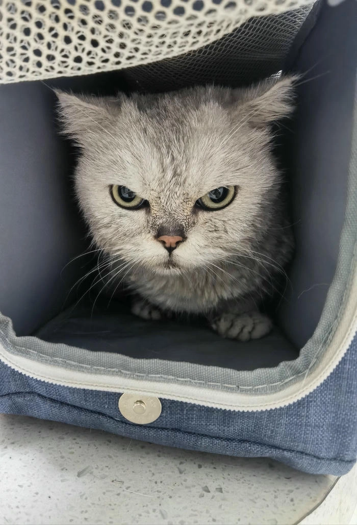 Ảnh mèo giận dỗi cute hài hước