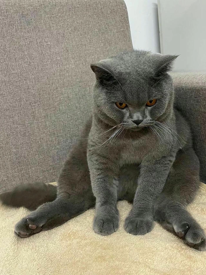 Ảnh mèo giận dỗi cute ngộ nghĩnh