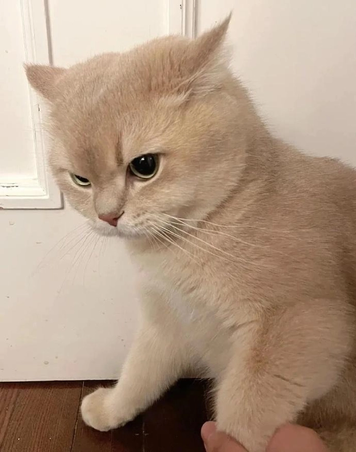 Ảnh mèo giận dỗi cute tinh nghịch