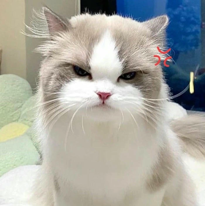 Ảnh mèo giận dữ cute đầy biểu cảm