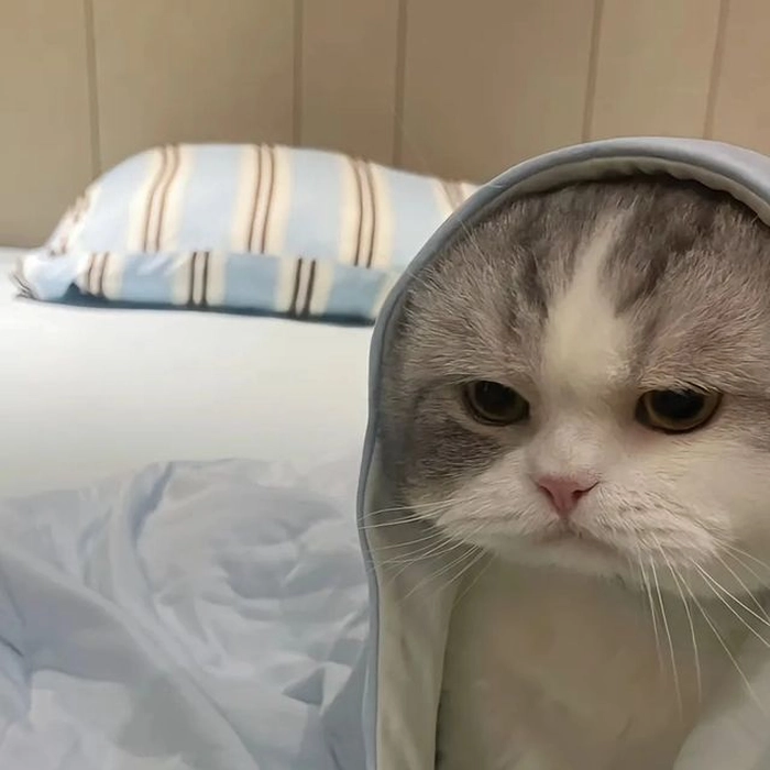 Ảnh mèo giận dữ cute hài hước