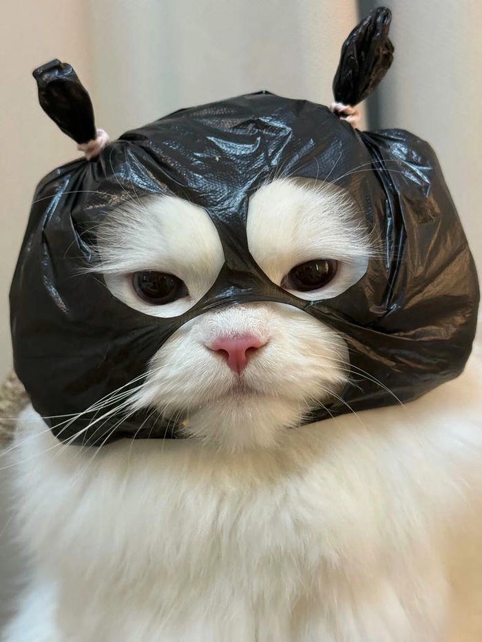 Ảnh mèo giận dữ cute lầy lội