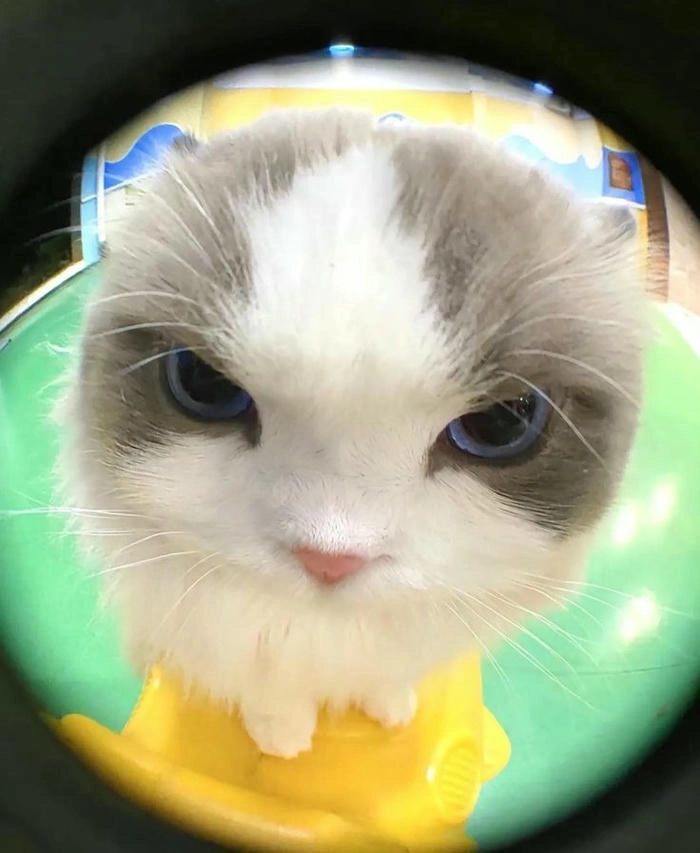 Ảnh mèo giận dữ cute ngộ nghĩnh