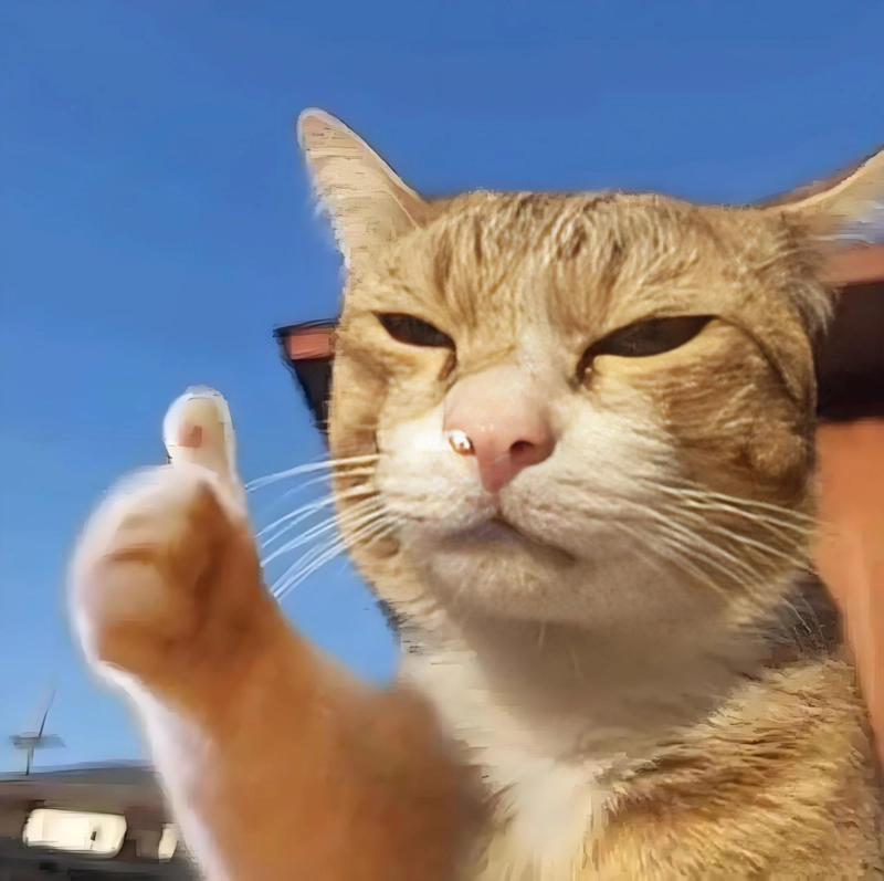 Ảnh mèo like meme ngộ nghĩnh