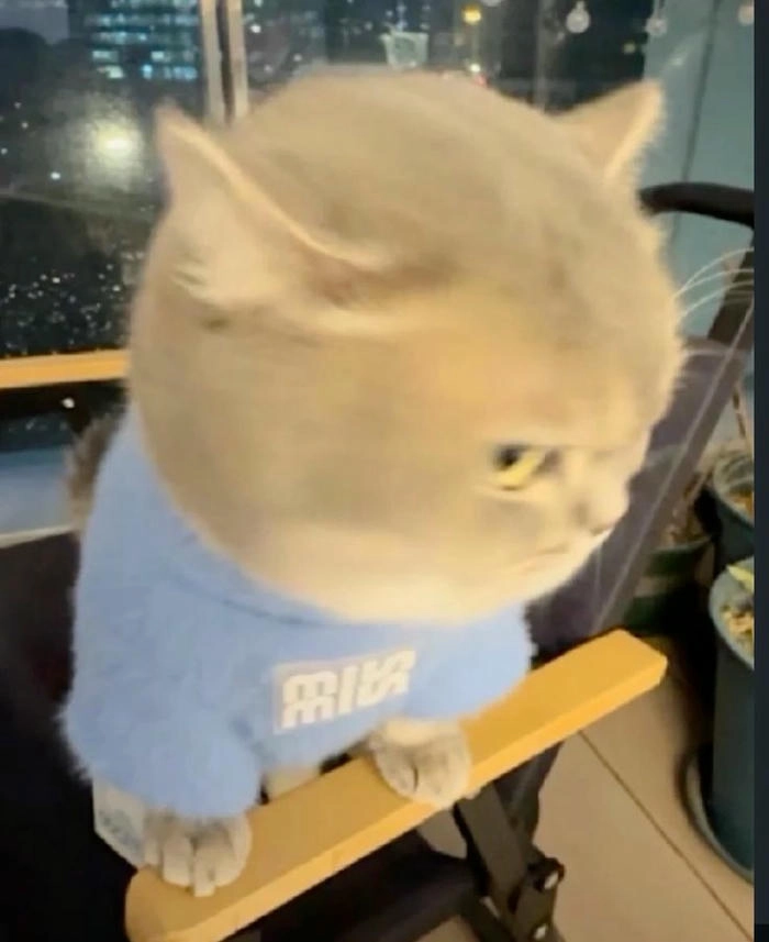 Ảnh mèo tức giận cute biểu cảm hài