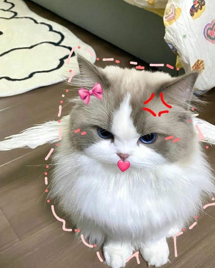 Ảnh mèo tức giận cute đáng yêu