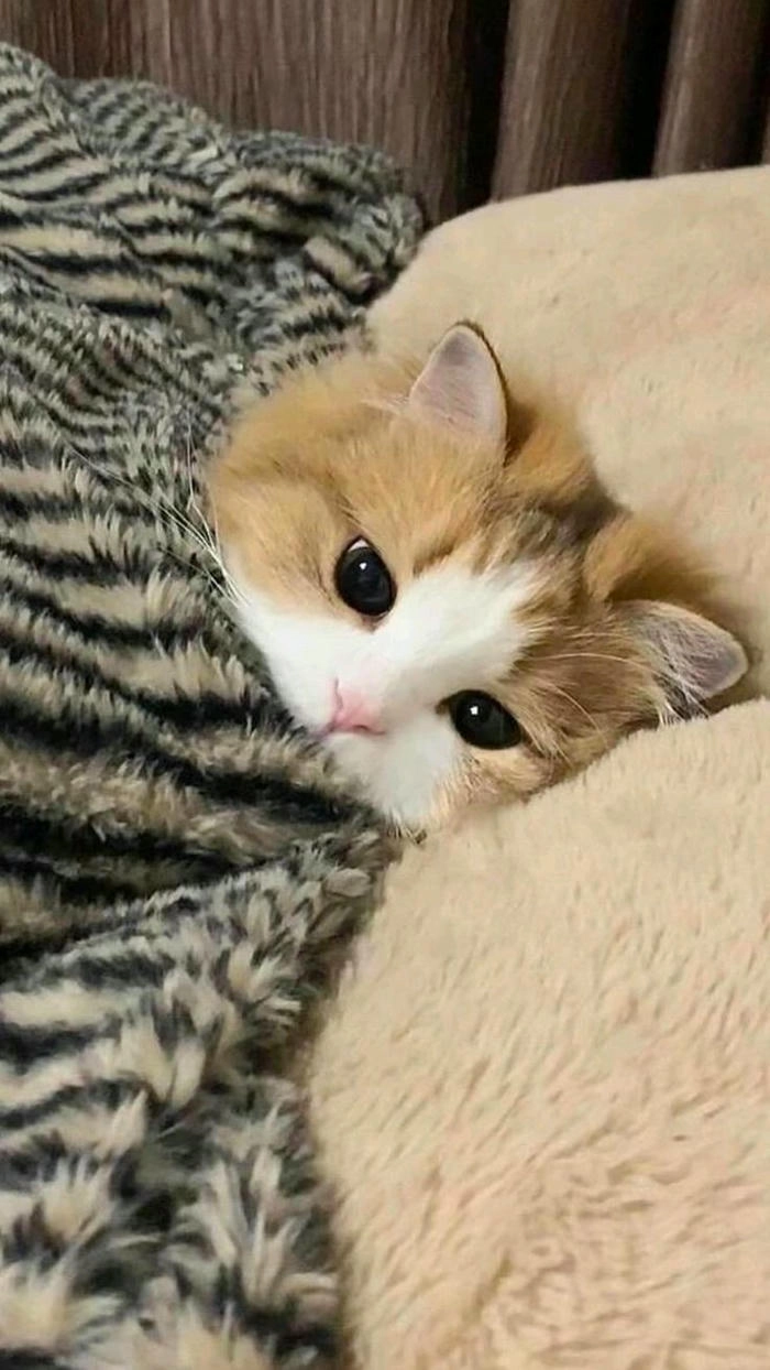 Ảnh mèo tức giận cute hài hước