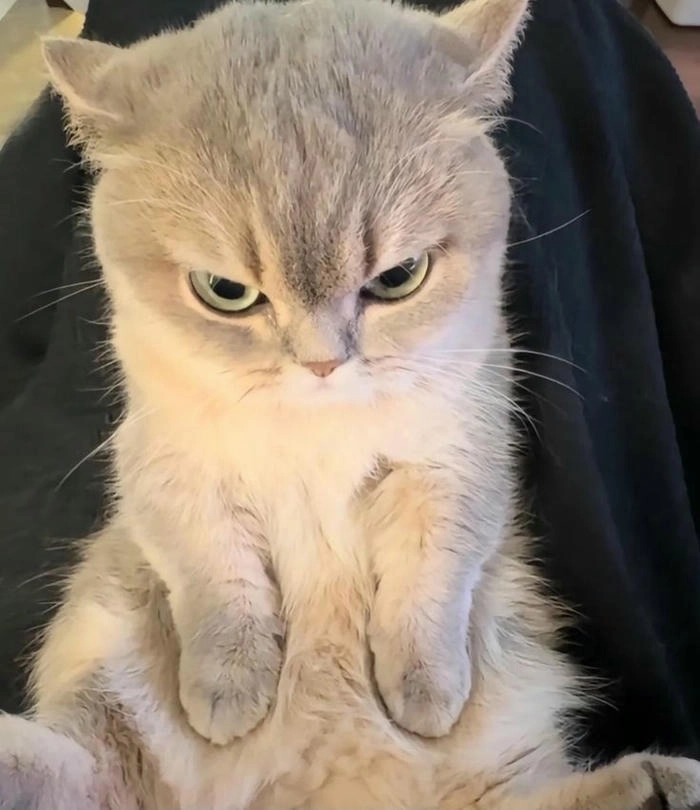 Ảnh mèo tức giận cute vui nhộn