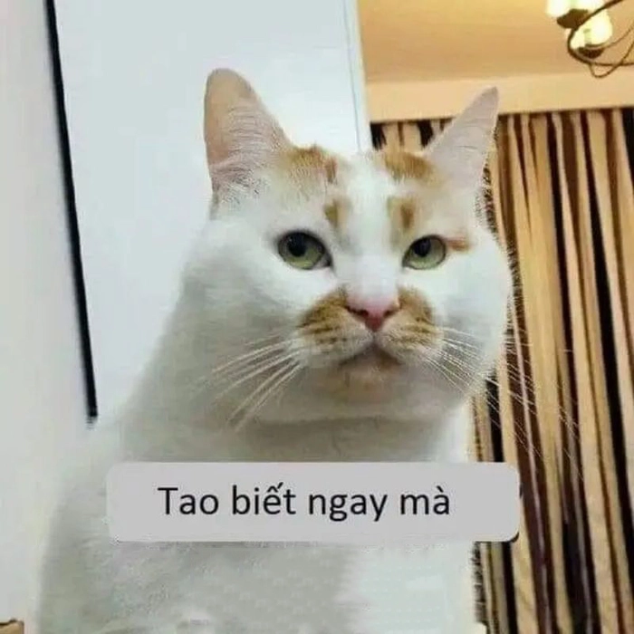 Ảnh ngầu meme độc đáo lạ mắt