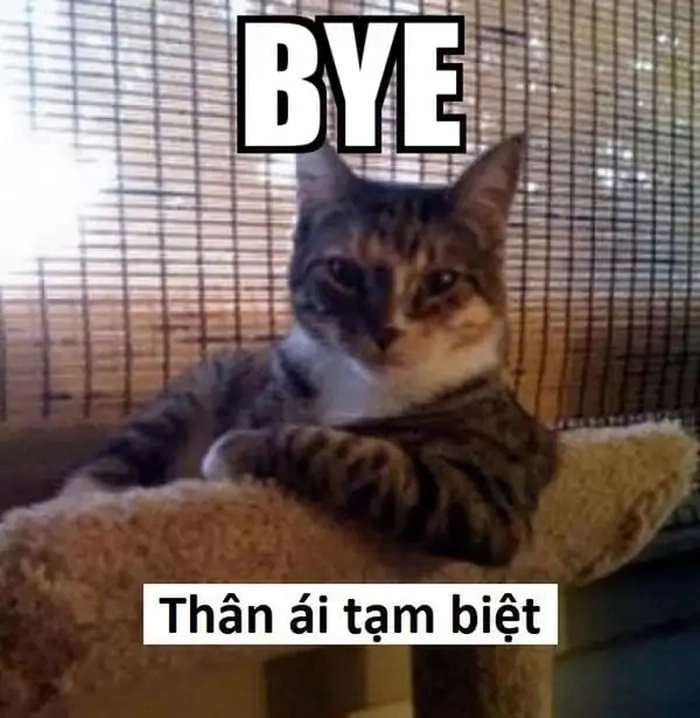 Ảnh ngầu meme hài hước đỉnh cao