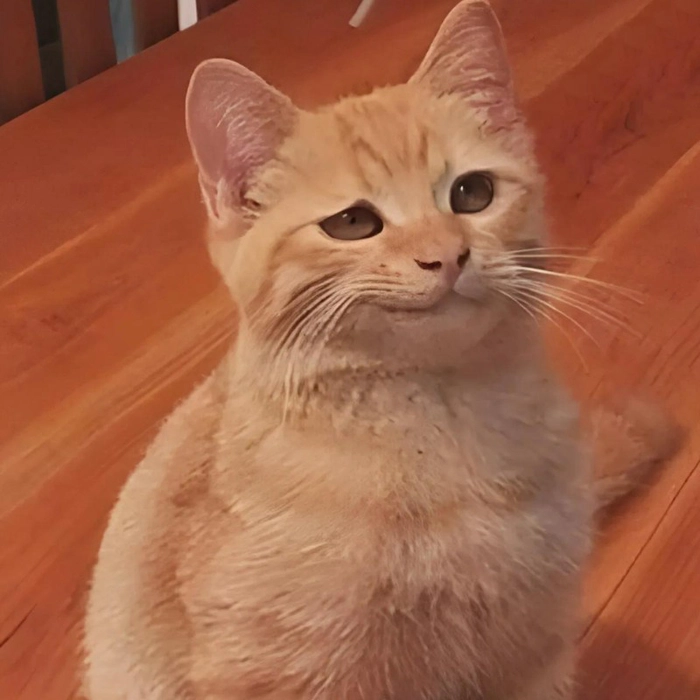 Ảnh ngầu meme siêu chất lôi cuốn