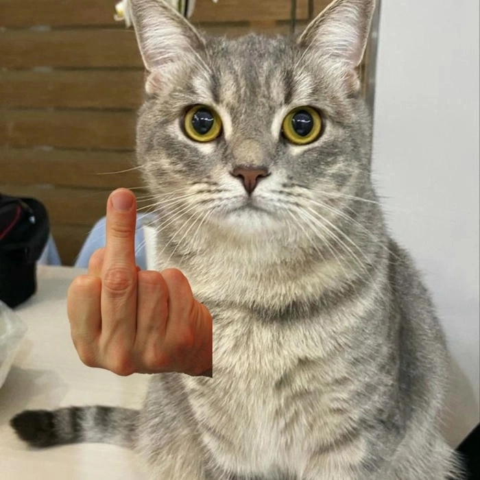 Ảnh ngón giữa meme cực kỳ hài hước