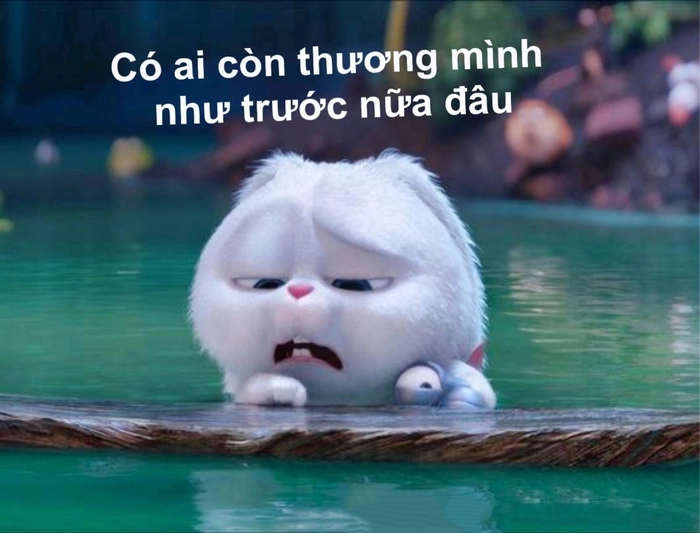 Ảnh thỏ Snowball cute đáng yêu khó cưỡng
