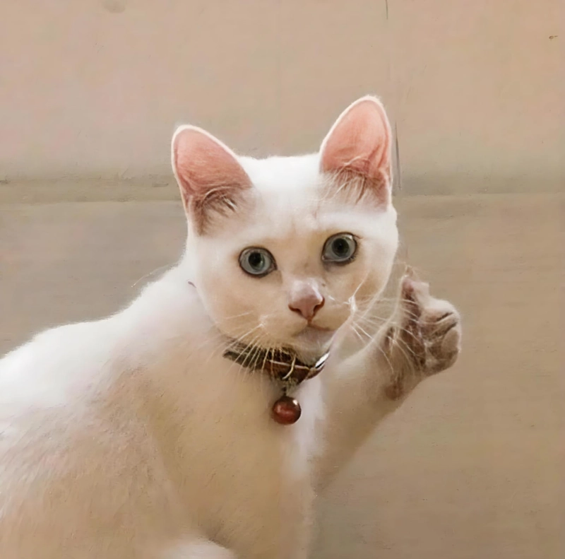 Avatar mèo like meme hài hước