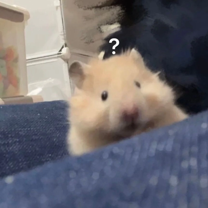 Bộ hài hước meme chuột hamster đáng yêu dễ thương