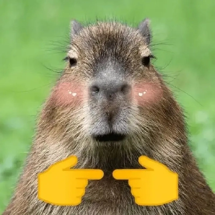 Capybara meme chibi hài hước