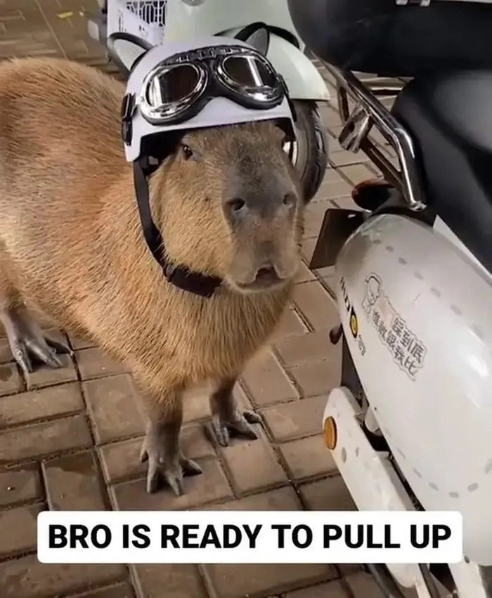 Capybara meme cute đáng yêu