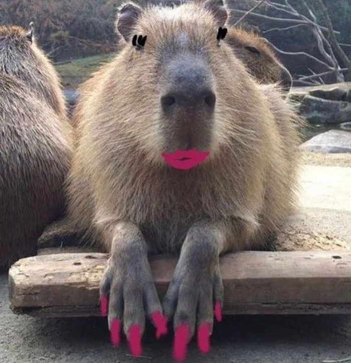 Capybara meme cute hài hước