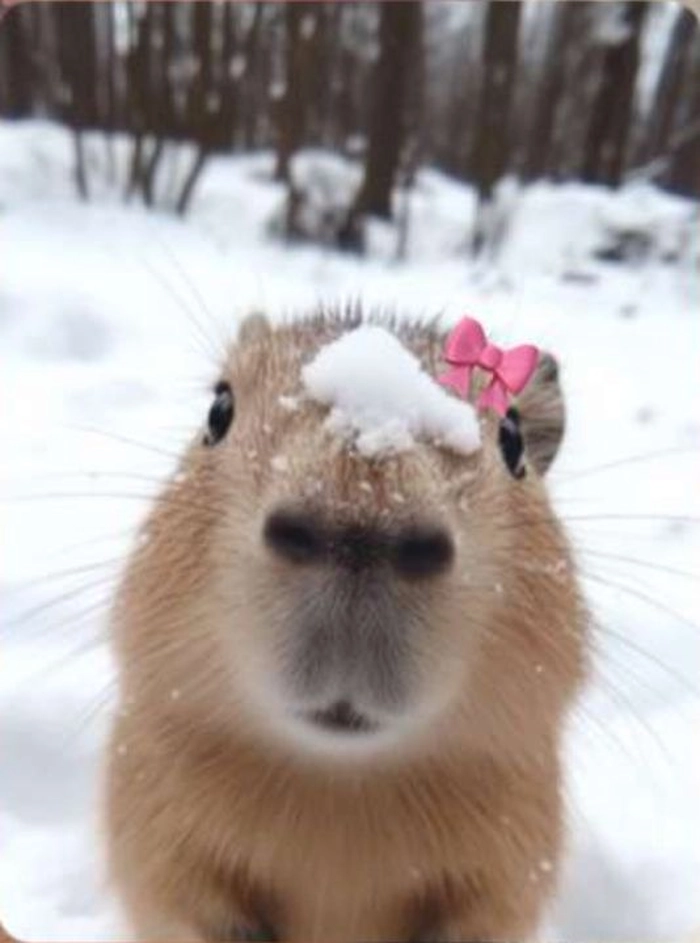 Capybara meme cute ngộ nghĩnh