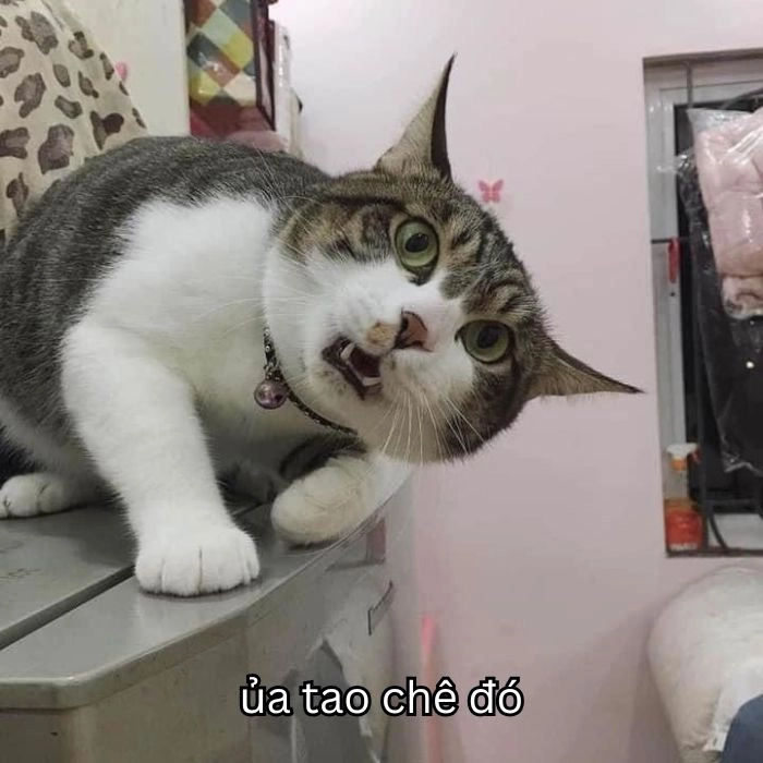 Chê meme hài hước cho cuộc trò chuyện