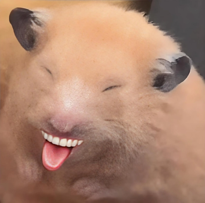 Chuột hamster meme bá đạo khiến người xem bật cười