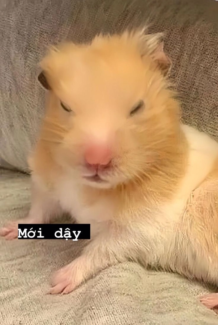 Chuột hamster meme cực kỳ dễ thương đáng yêu