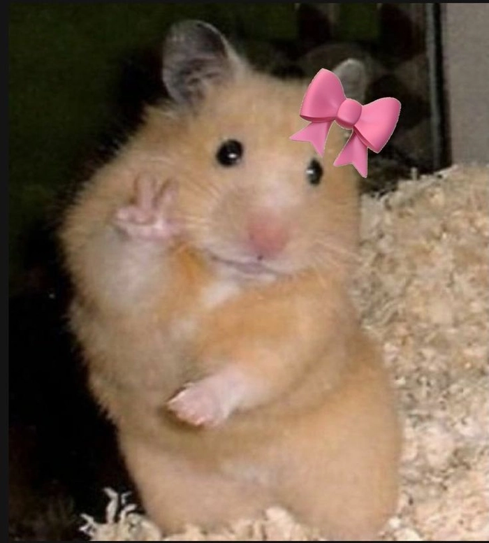 Chuột hamster meme lém lỉnh và vui nhộn