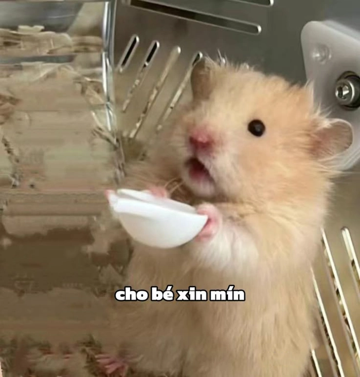 Chuột hamster meme siêu dễ thương và lầy lội