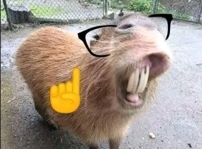 Con capybara meme cực hài
