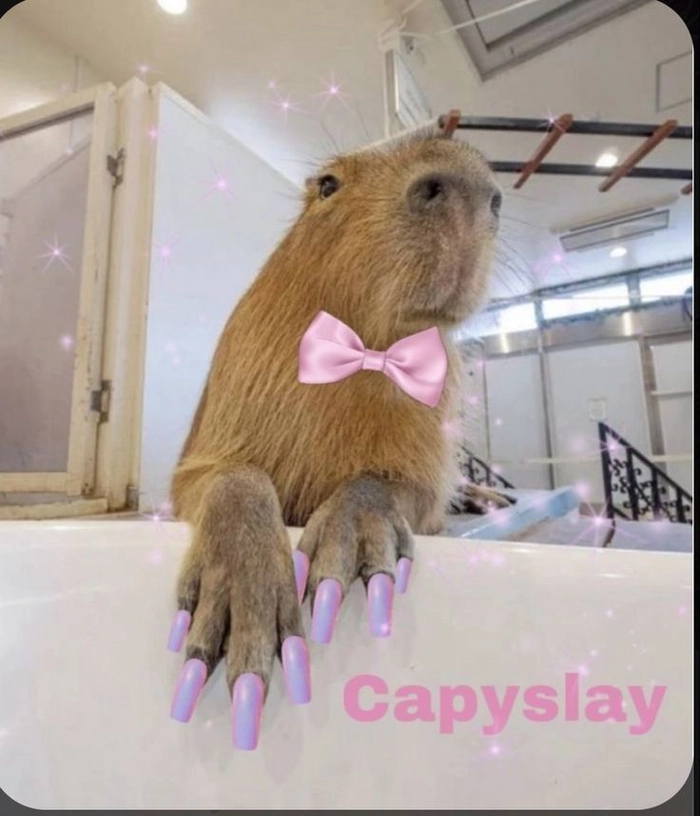 Con capybara meme đáng yêu hết nấc