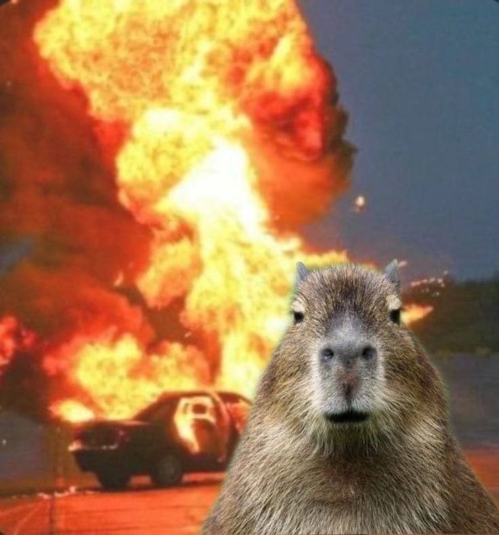 Con capybara meme ngộ nghĩnh