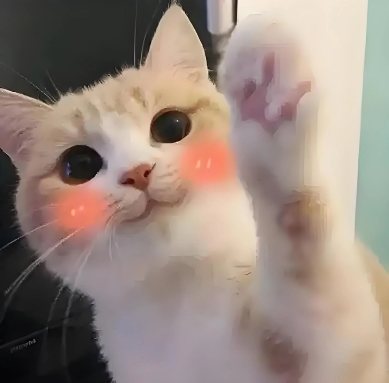 Đáng yêu meme cute hóm hỉnh được yêu thích