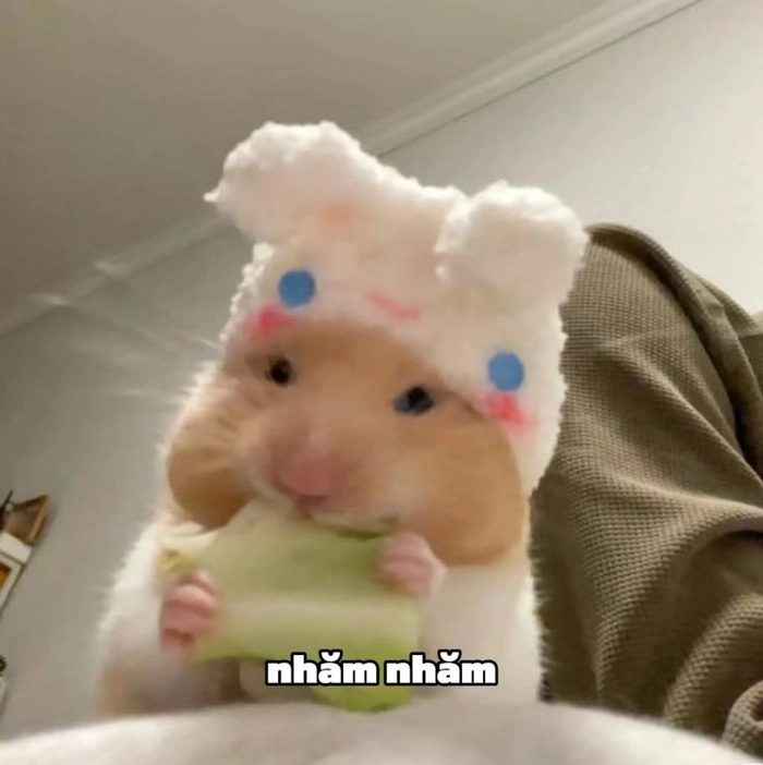 Hài hước meme chuột hamster khiến mạng xã hội bùng nổ