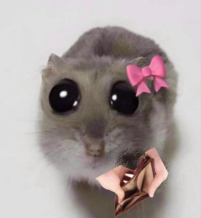 Hài hước meme chuột hamster với biểu cảm độc đáo