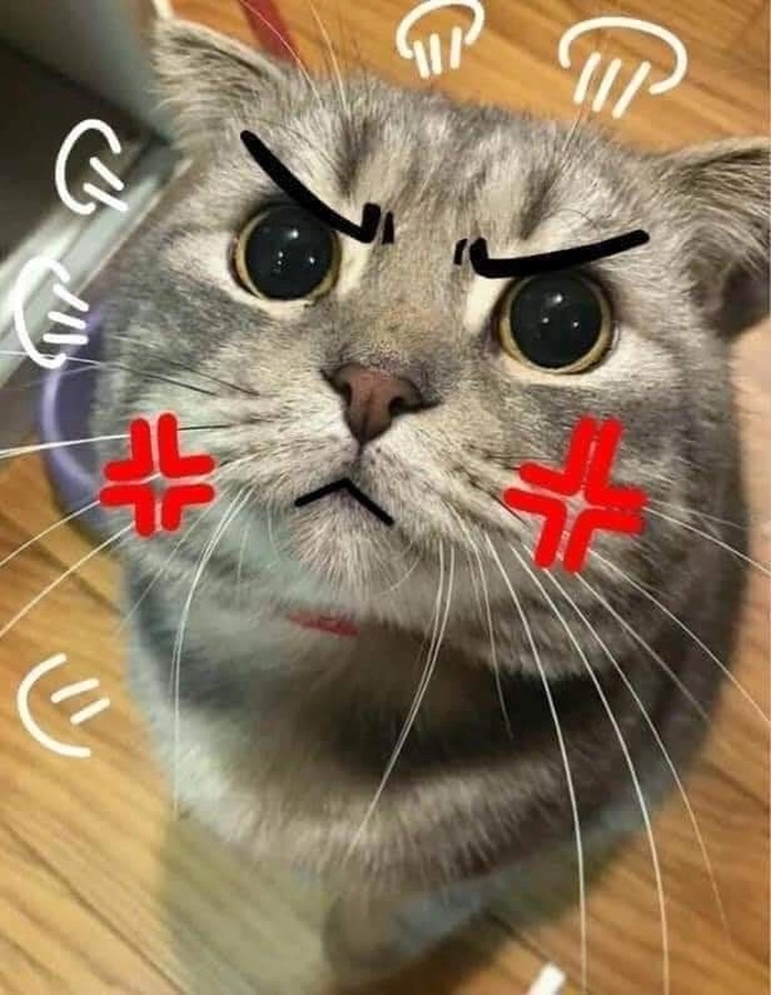 Hình ảnh con mèo tức giận cute đáng yêu