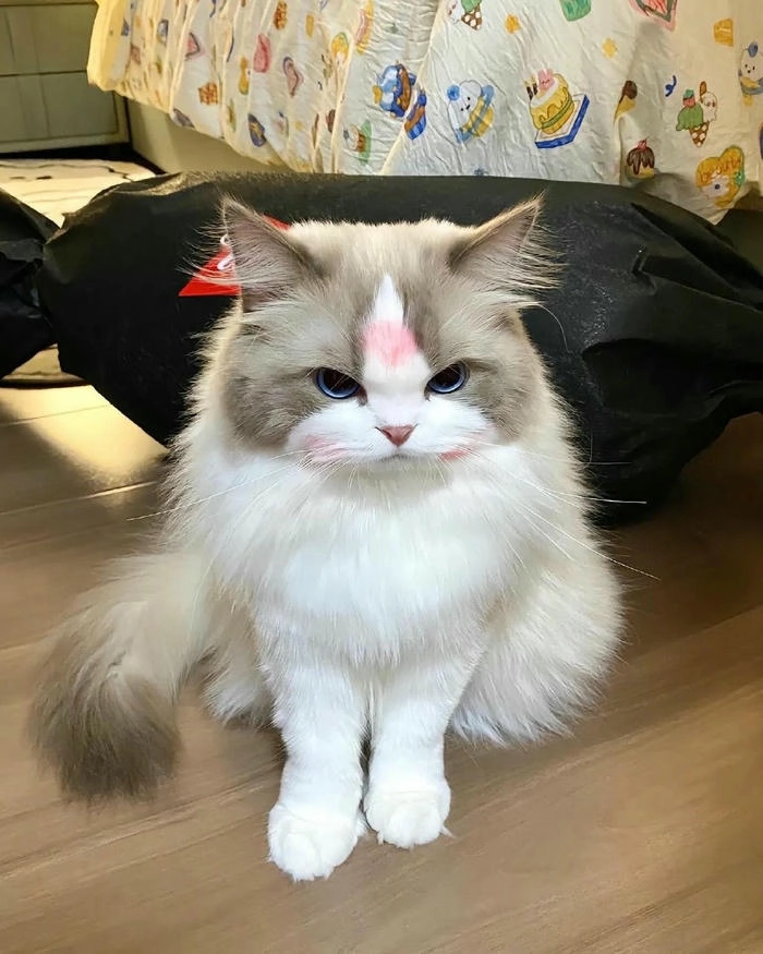 Hình ảnh con mèo tức giận cute ngộ nghĩnh