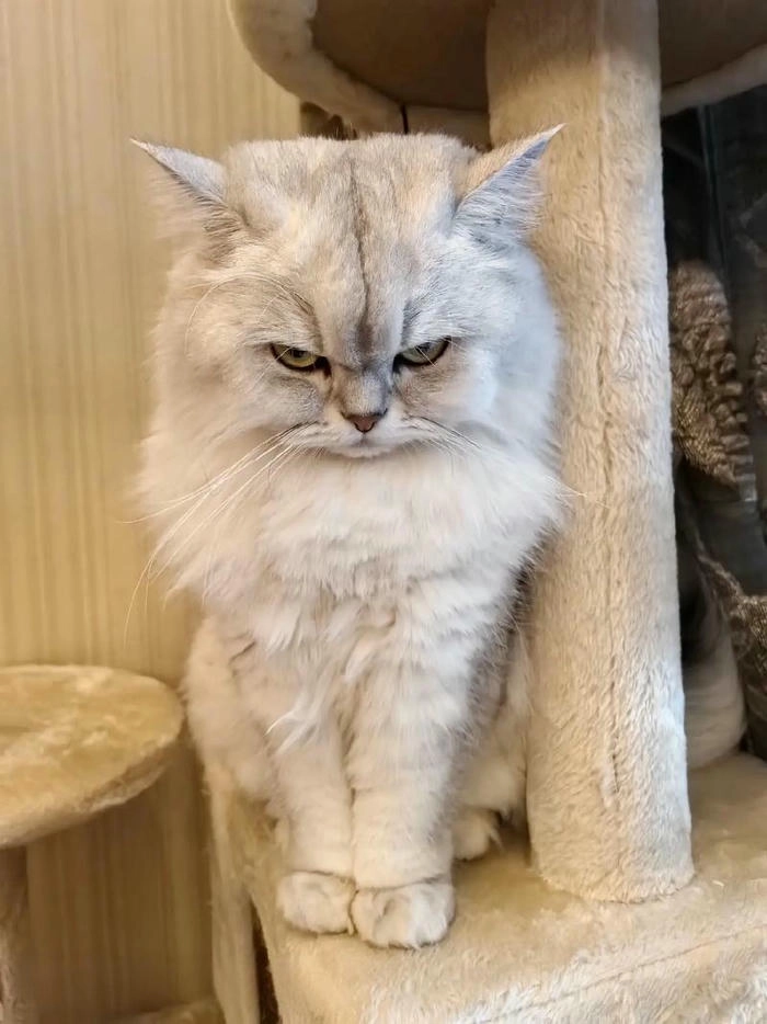 Hình ảnh con mèo tức giận cute siêu lầy