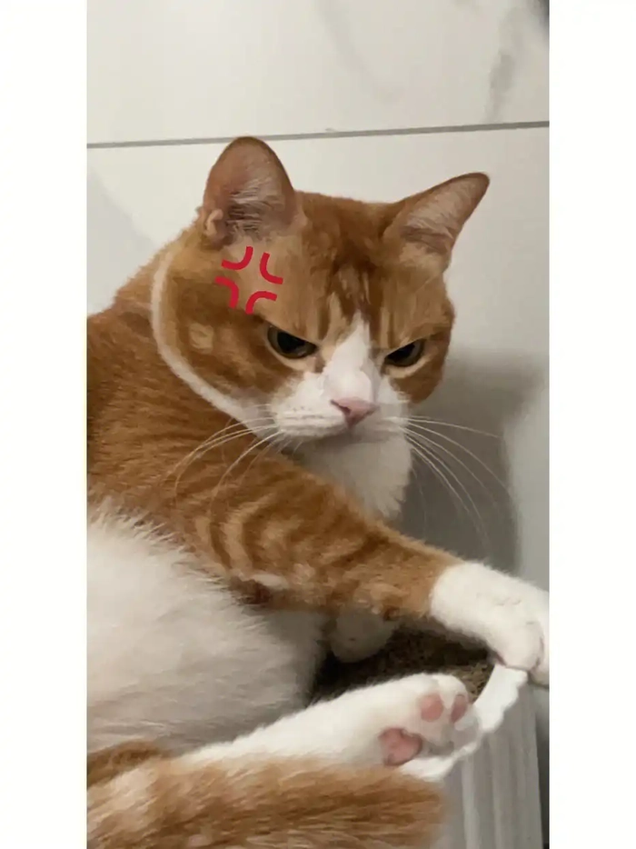 Hình ảnh con mèo tức giận cute siêu yêu