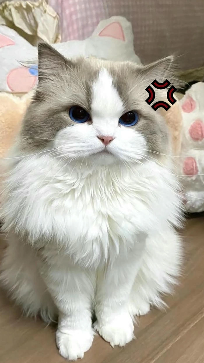 Hình ảnh con mèo tức giận dễ thương