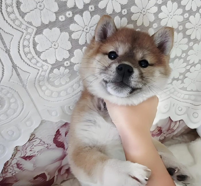 Hình ảnh meme bóp cổ chế hài khó đỡ