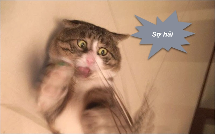 Hình ảnh meme con mèo sợ hãi