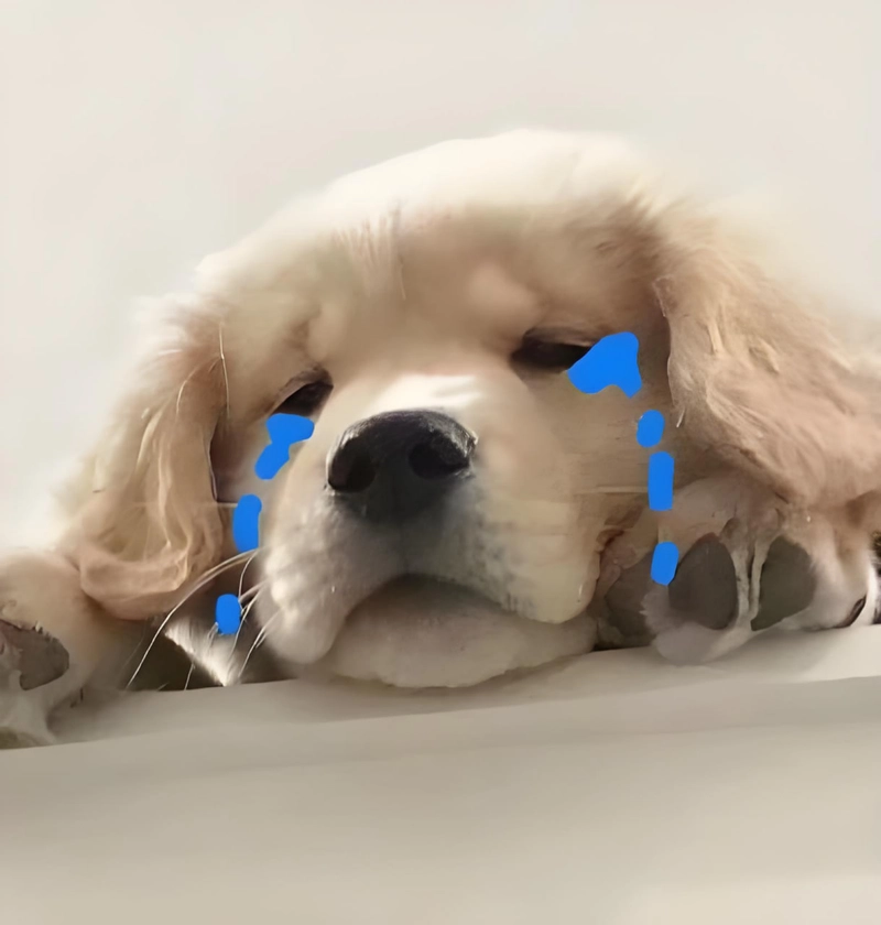 Hình ảnh meme đáng yêu sáng tạo, ngộ nghĩnh