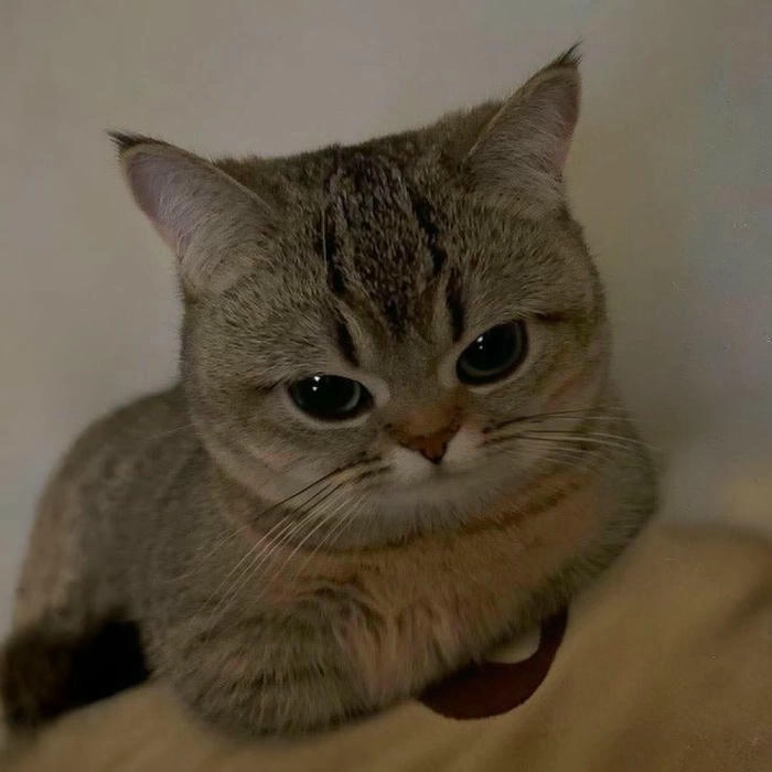 Hình ảnh mèo giận cute cực dễ thương