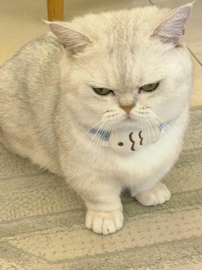 Hình ảnh mèo giận cute đáng yêu khó cưỡng