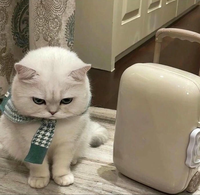 Hình ảnh mèo giận cute đáng yêu