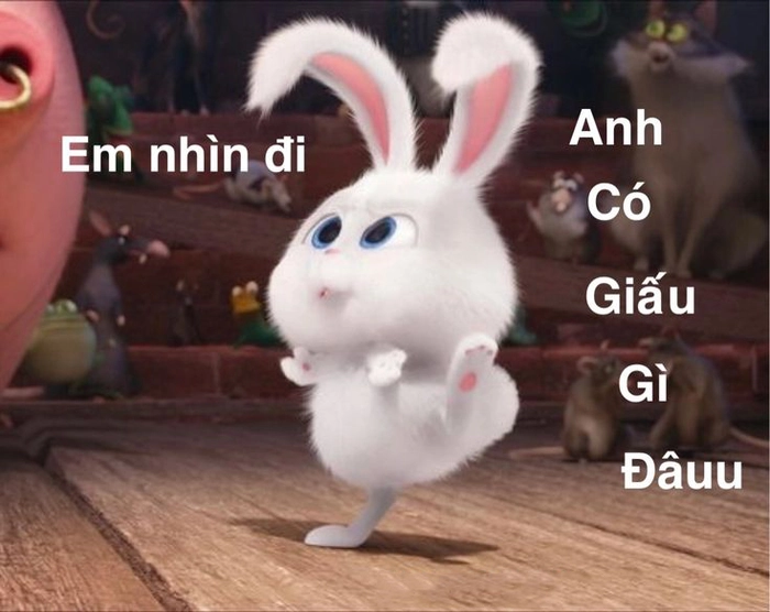 Hình ảnh thỏ Snowball cute vui nhộn