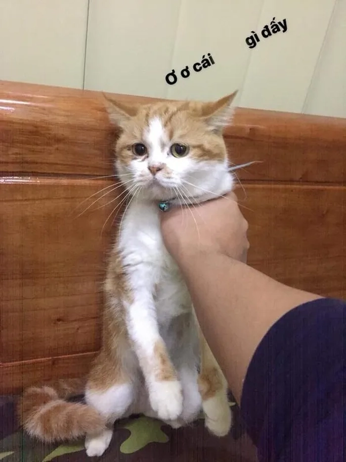 Hình meme bóp cổ lầy lội khó đỡ
