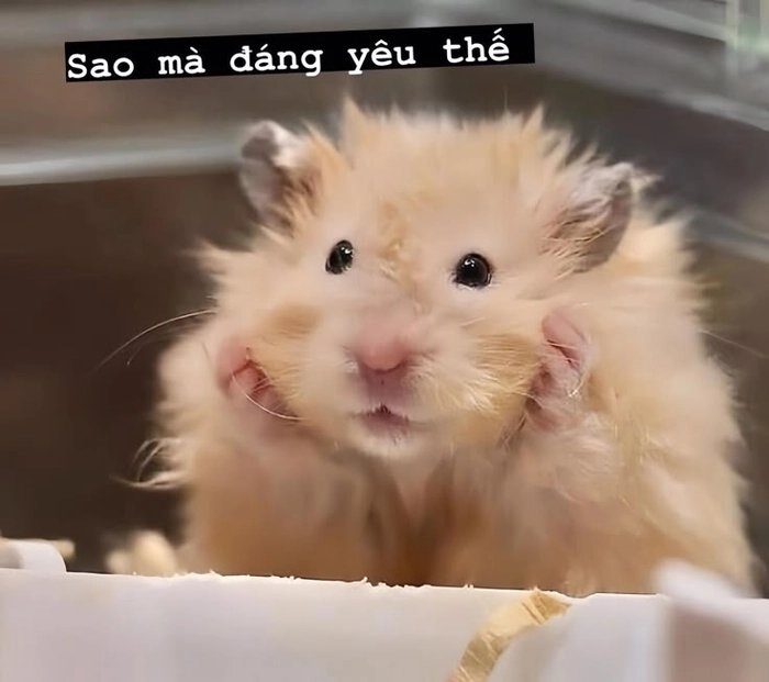 Khoảnh khắc hài hước meme chuột hamster bá đạo