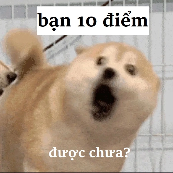 Meme 10 điểm mèo cute bá đạo